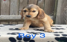 Cocker Spaniel dogs for sale: Cocker spaniel puppies - Image 8