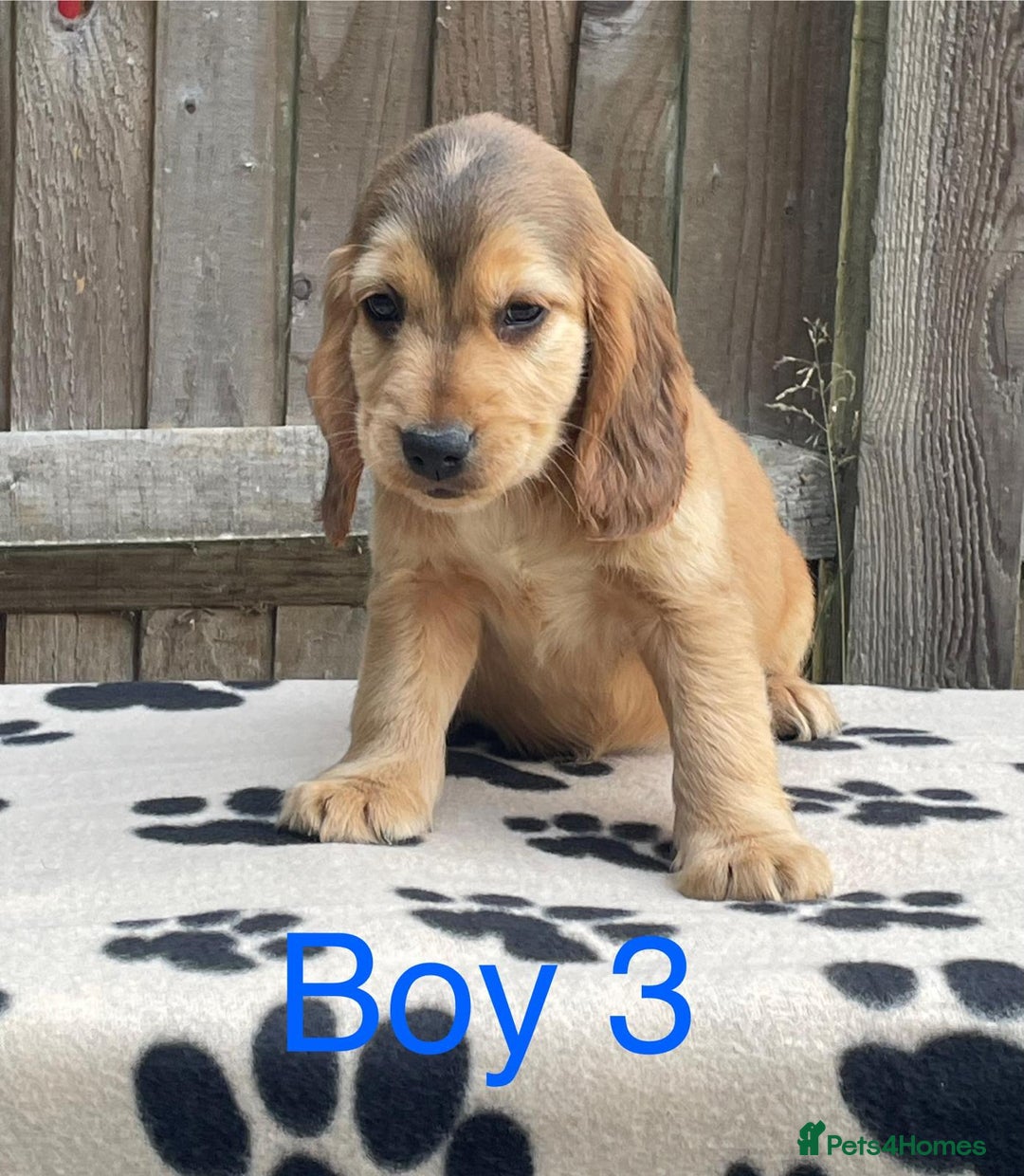 Cocker Spaniel dogs for sale: Cocker spaniel puppies - Image 8