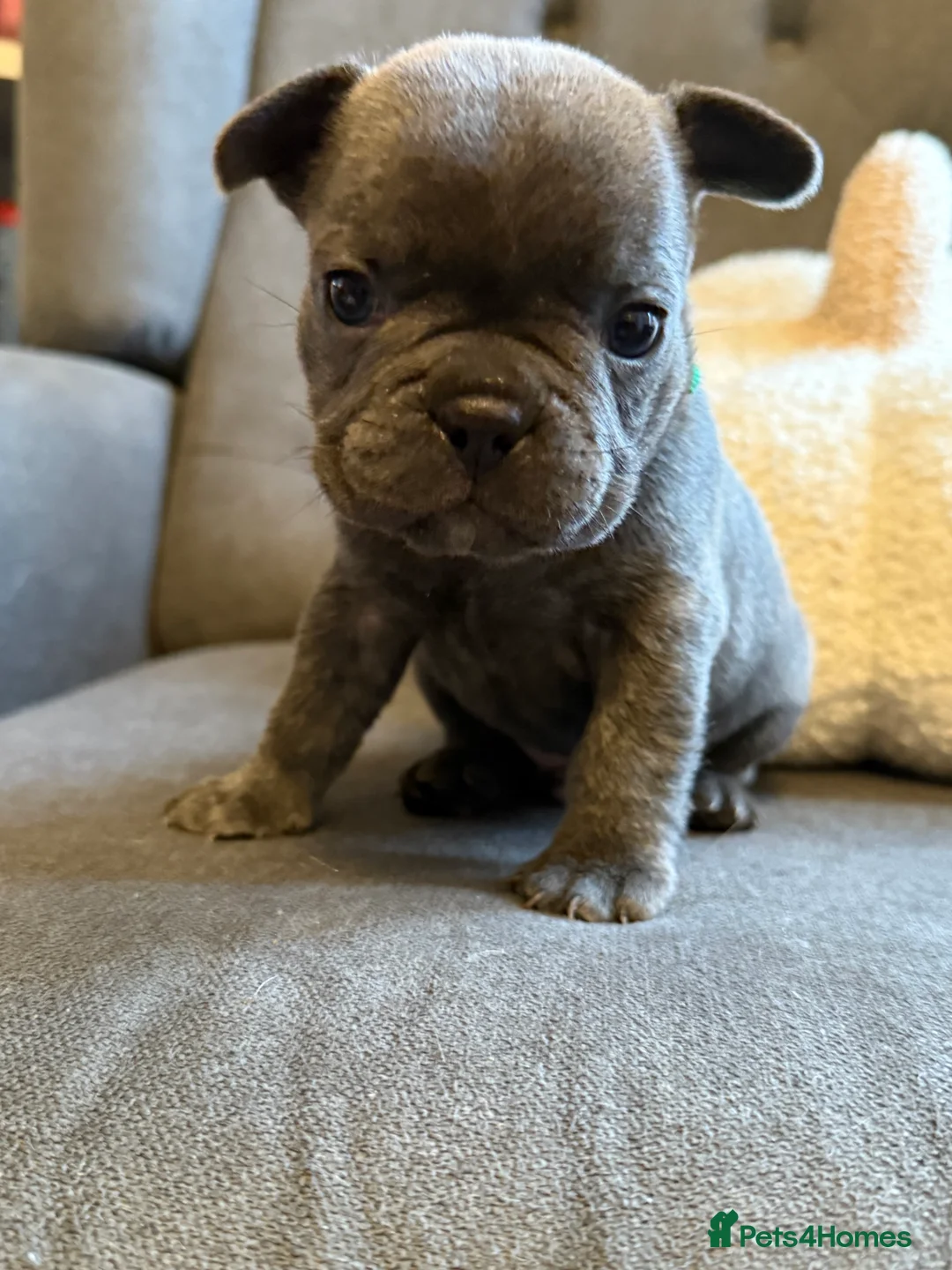 French Bulldog dogs for sale: ✨Stunning Pedigree French Bulldog Puppies✨ - Advert 23
