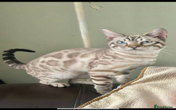 Bengal cats for sale: Beautiful boy bengal  - Image 4