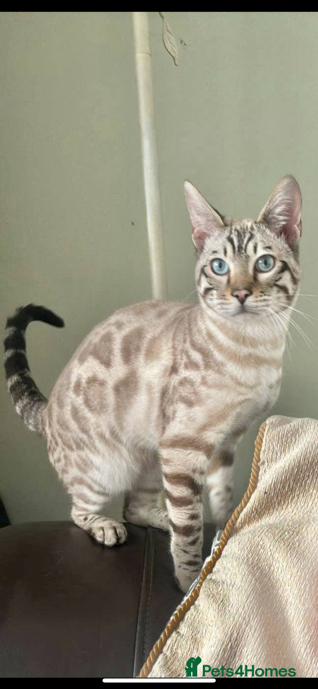 Bengal cats for sale: Beautiful boy bengal  - Image 4