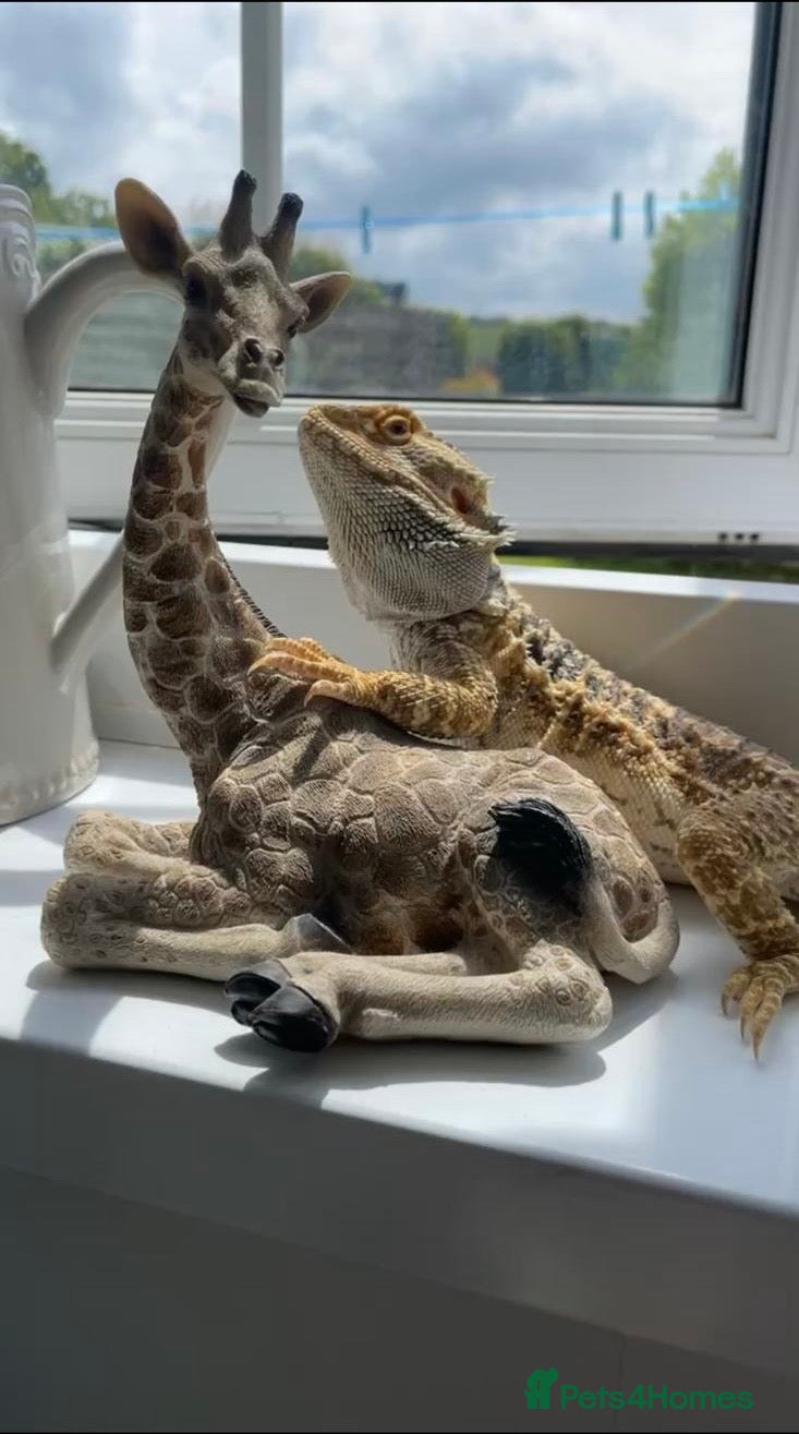 Bearded Dragon reptiles Male bearded dragon  in Llanon - Advert 1