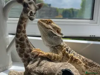 Bearded Dragon reptiles Male bearded dragon in Llanon - Advert 1