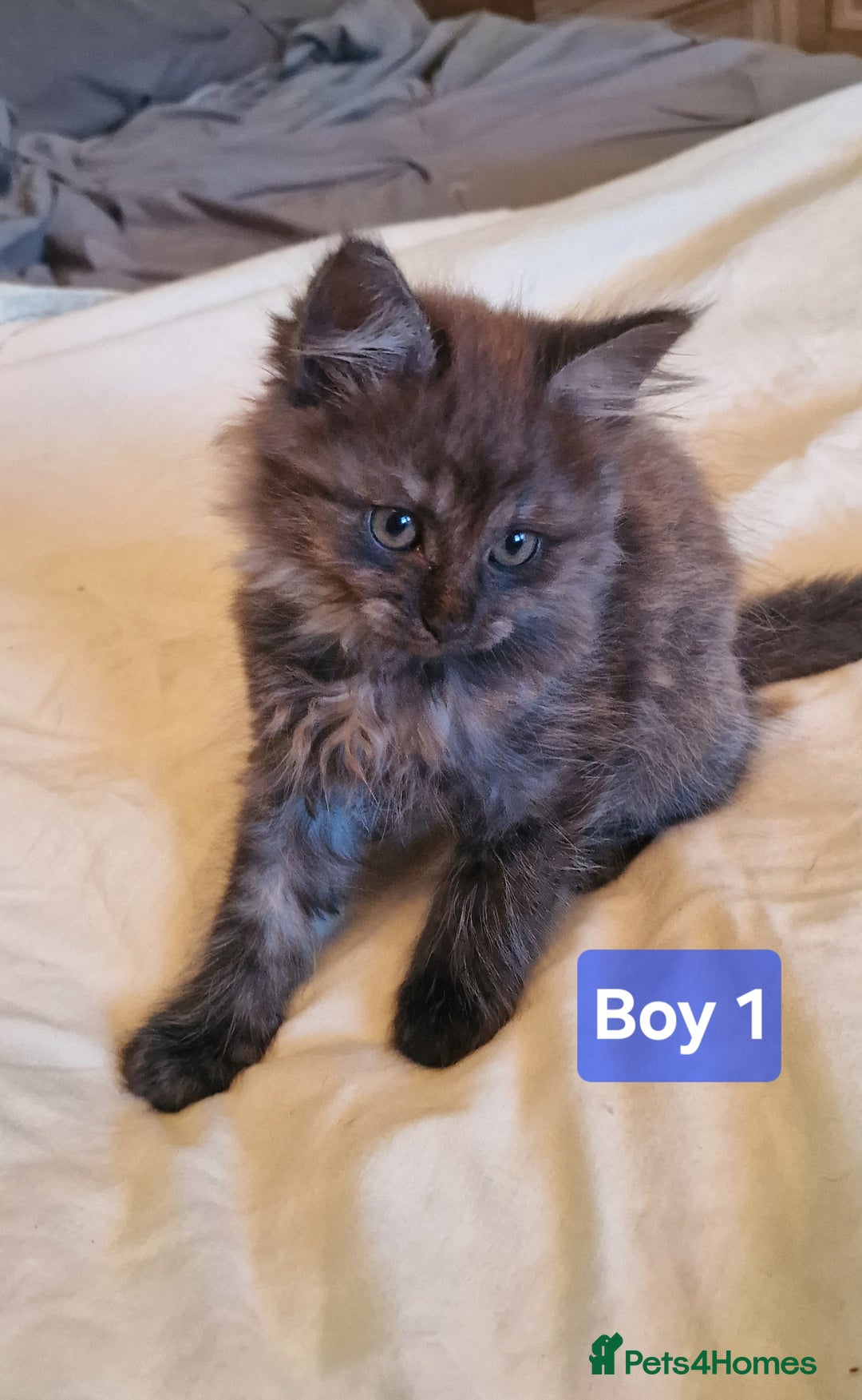 Maine Coon cats for sale: Gorgeous Half Maine Coon Boys and Girls  - Image 2