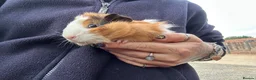 Guinea Pig rodents for sale: Beautiful Baby Boar Guinea pigs Rex & Rosette   - Advert 3