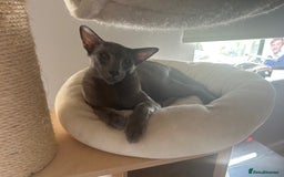 Oriental cats for sale: Oriental and Siamese cats for adoption - Image 12