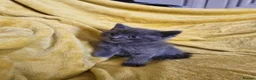 British Shorthair cats for sale: Gorgeous half British shorthair kittens  - Advert 16