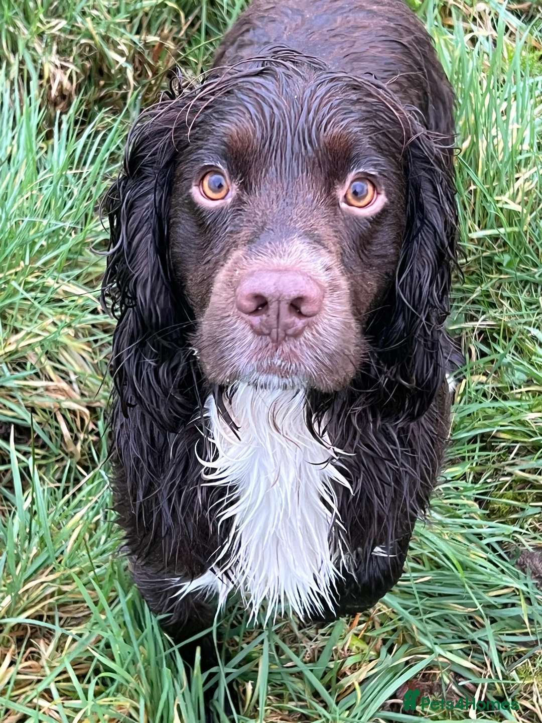 Sprocker dogs for stud: Health tested sprocker for stud - Advert 2