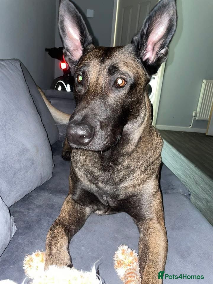 Belgian Shepherd Dog dogs 2 year old male Kilo  - Advert 8