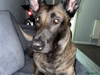 Belgian Shepherd Dog dogs 2 year old male Kilo - Advert 1