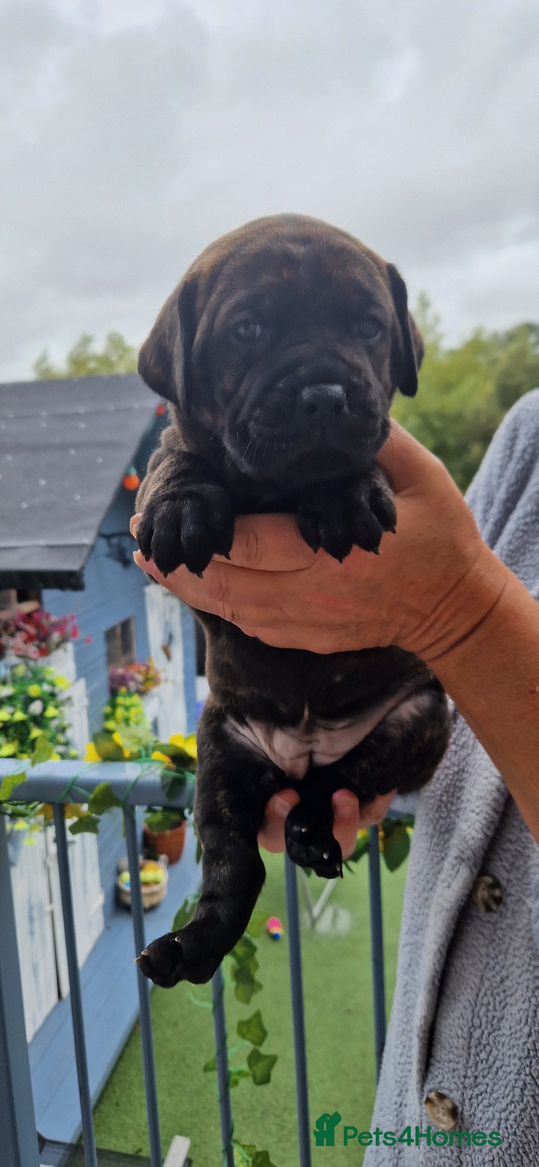 Mixed Breed dogs for sale: cane corso x mastiff pups for sale - Image 4