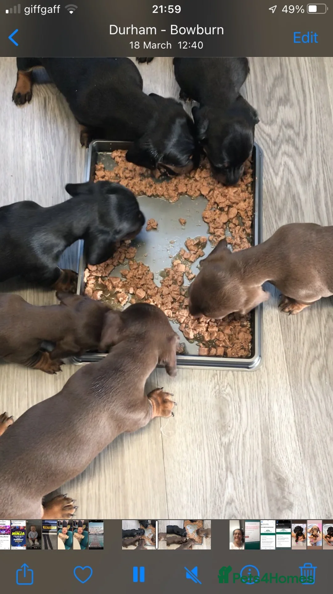 Dachshund dogs for sale: STUNNING MINIATURE DACHSHUNDS PUPPIES  - Advert 6