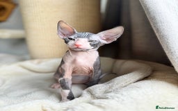 Sphynx cats for sale: Don Sphynx Kittens - Image 17