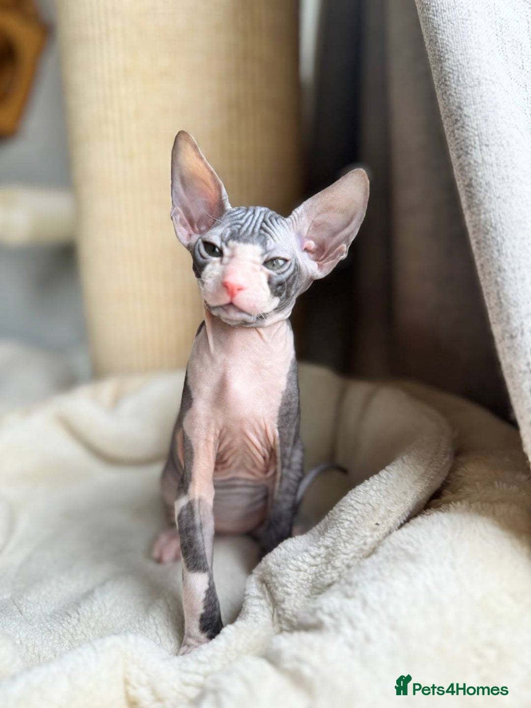 Sphynx cats for sale: Don Sphynx Kittens - Image 17