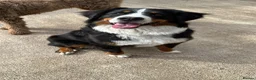 Bernese Mountain Dog dogs for sale: Kiara 11 month old Female Bernese Mountain Dog - Advert 1
