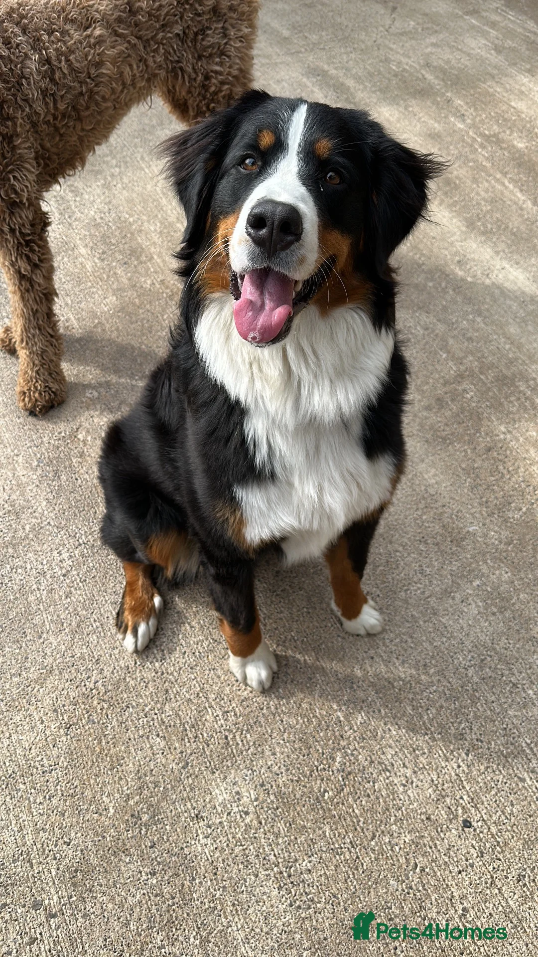 Bernese Mountain Dog dogs for sale: Kiara 11 month old Female Bernese Mountain Dog - Advert 1