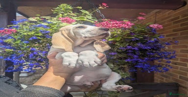 Mixed Breed dogs - Advert 5