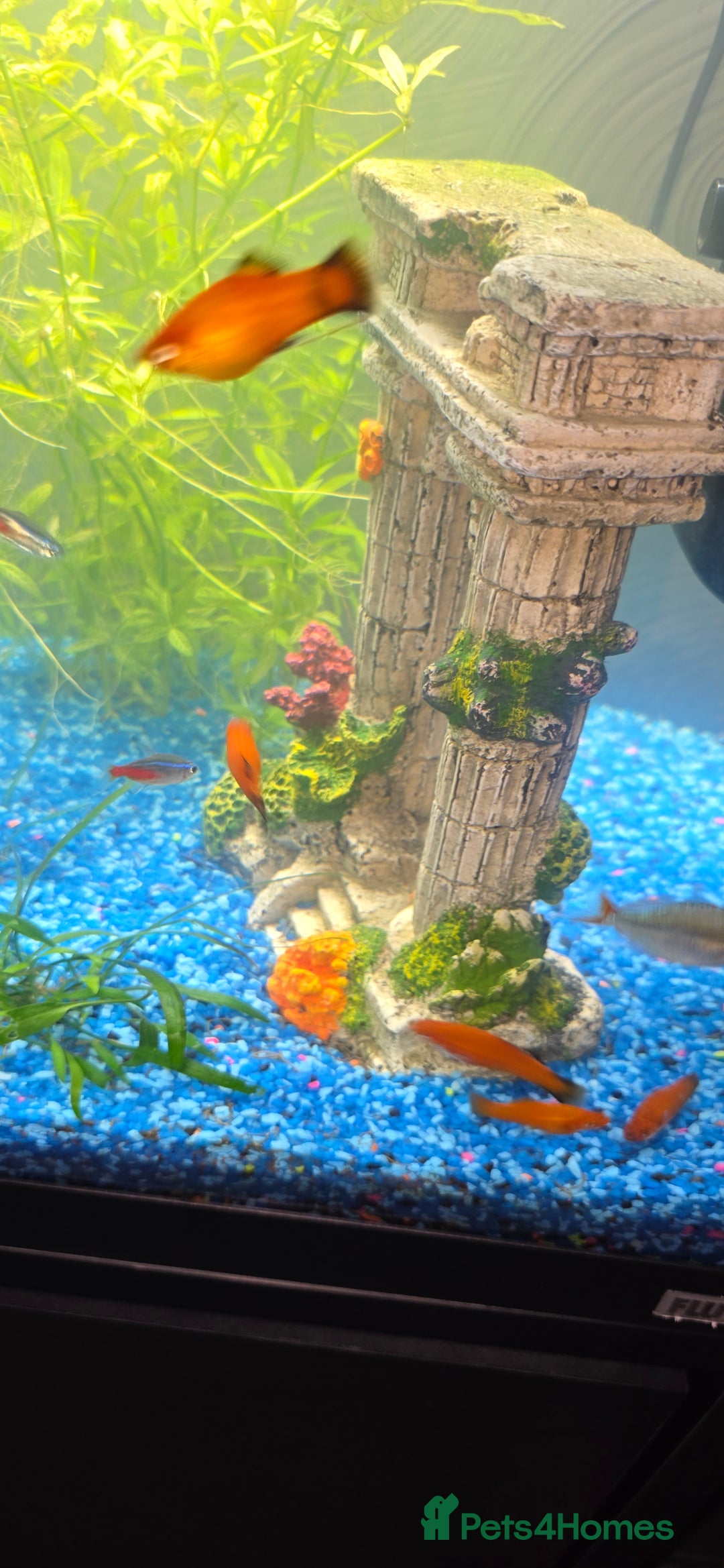 Platies fish for sale: Fluval roma 125l Tank Complete Set up - Advert 9