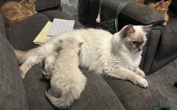 Ragdoll cats for sale: Fully health tested male rag doll Gccf registered  - Image 5