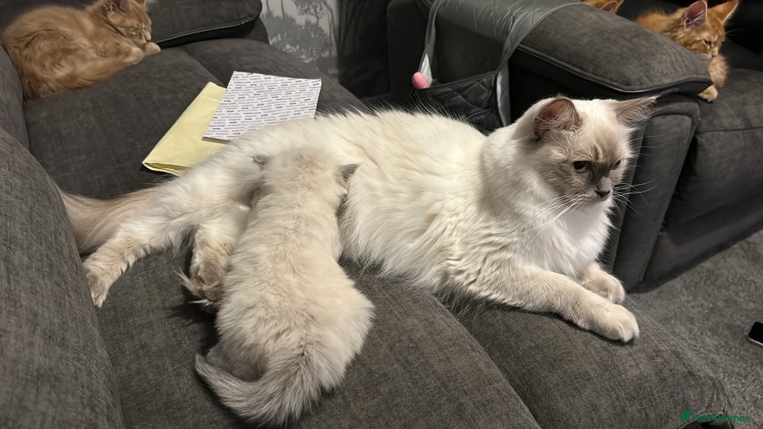 Ragdoll cats for sale: Fully health tested male rag doll Gccf registered  - Image 5