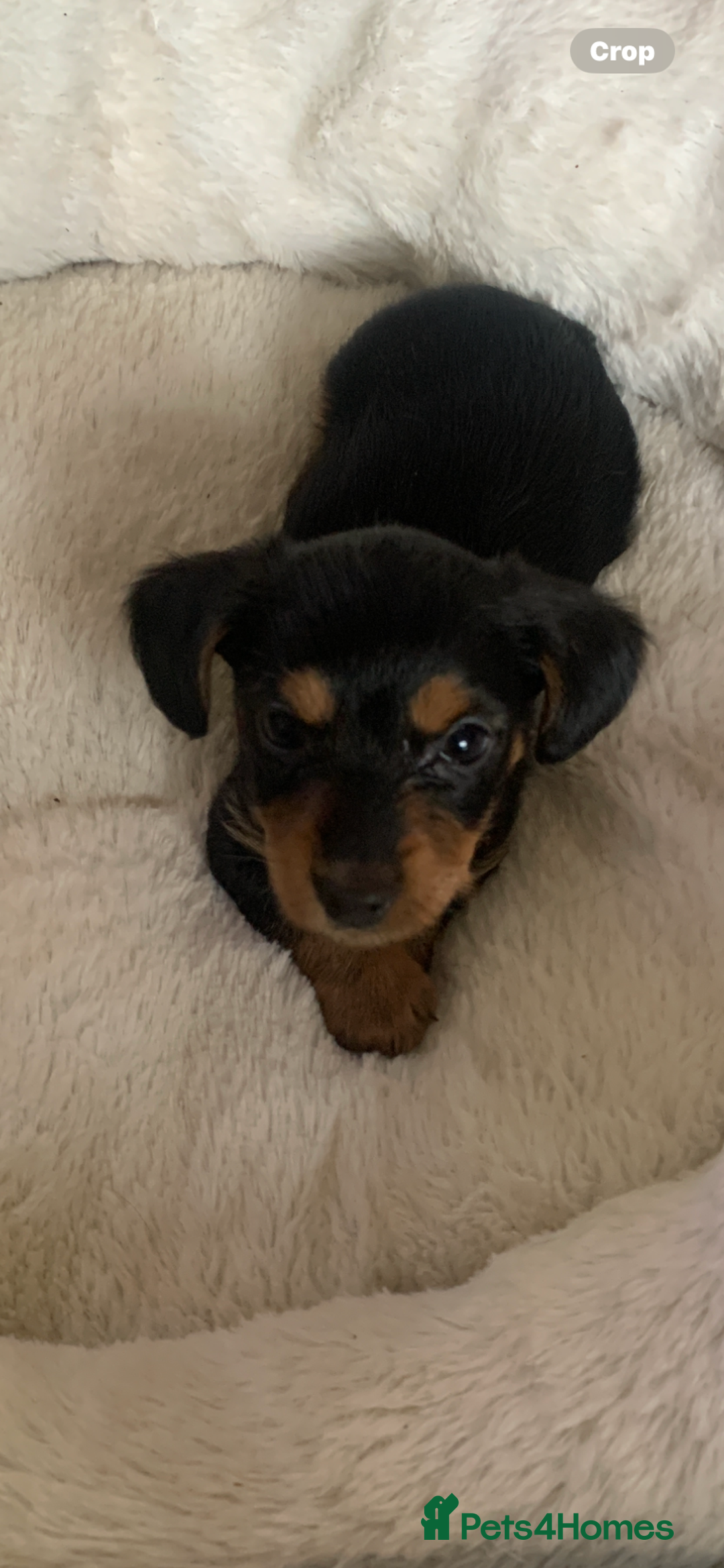 Mixed Breed dogs for sale: Yorkshire terrier x dachund x3 boys - Advert 4
