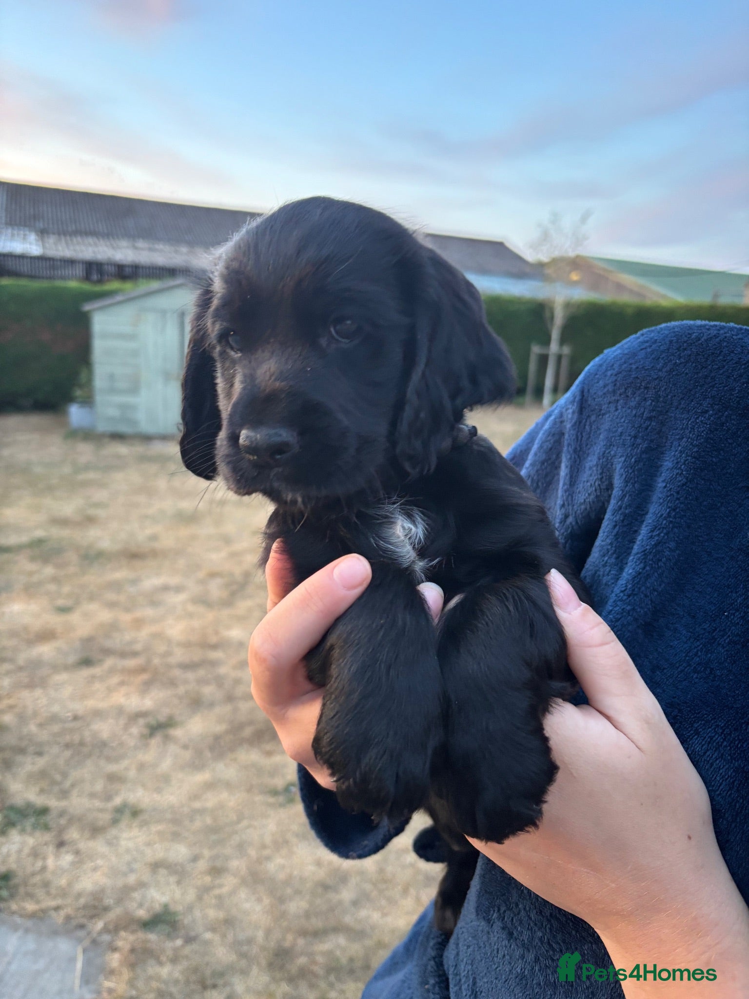 Cocker Spaniel dogs Outstanding KC reg working cocker spaniel pups - Advert 1