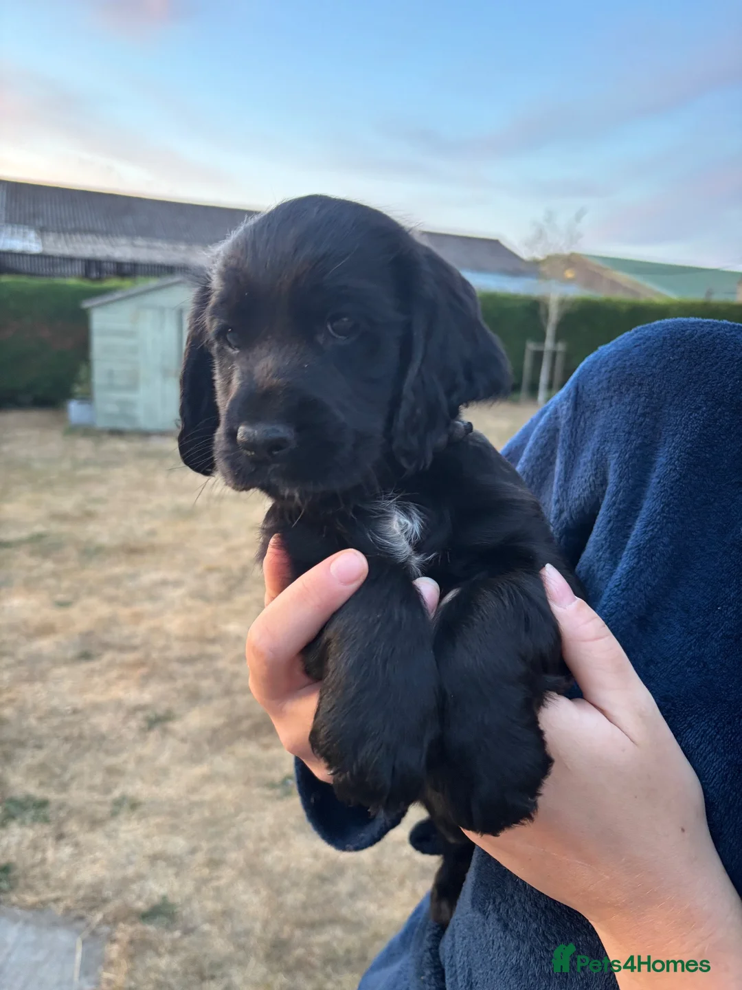 Cocker Spaniel dogs for sale: Outstanding KC reg working cocker spaniel pups - Advert 1