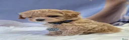 Maltipoo dogs for sale: Stunning Toy Asian & Korean F1 Maltipoo Apricot - Advert 10