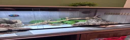 Bearded Dragon reptiles for sale: Bearded dragon with full vivarium set up  in Aldershot - Advert 2