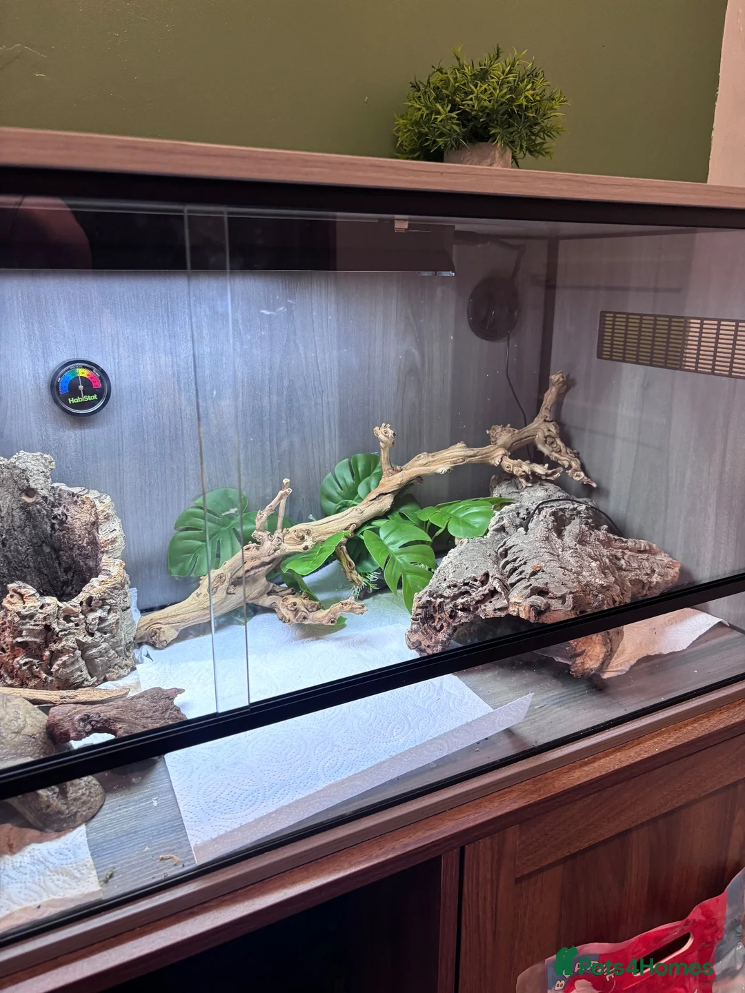 Bearded Dragon reptiles for sale: Bearded dragon with full vivarium set up  in Aldershot - Advert 2