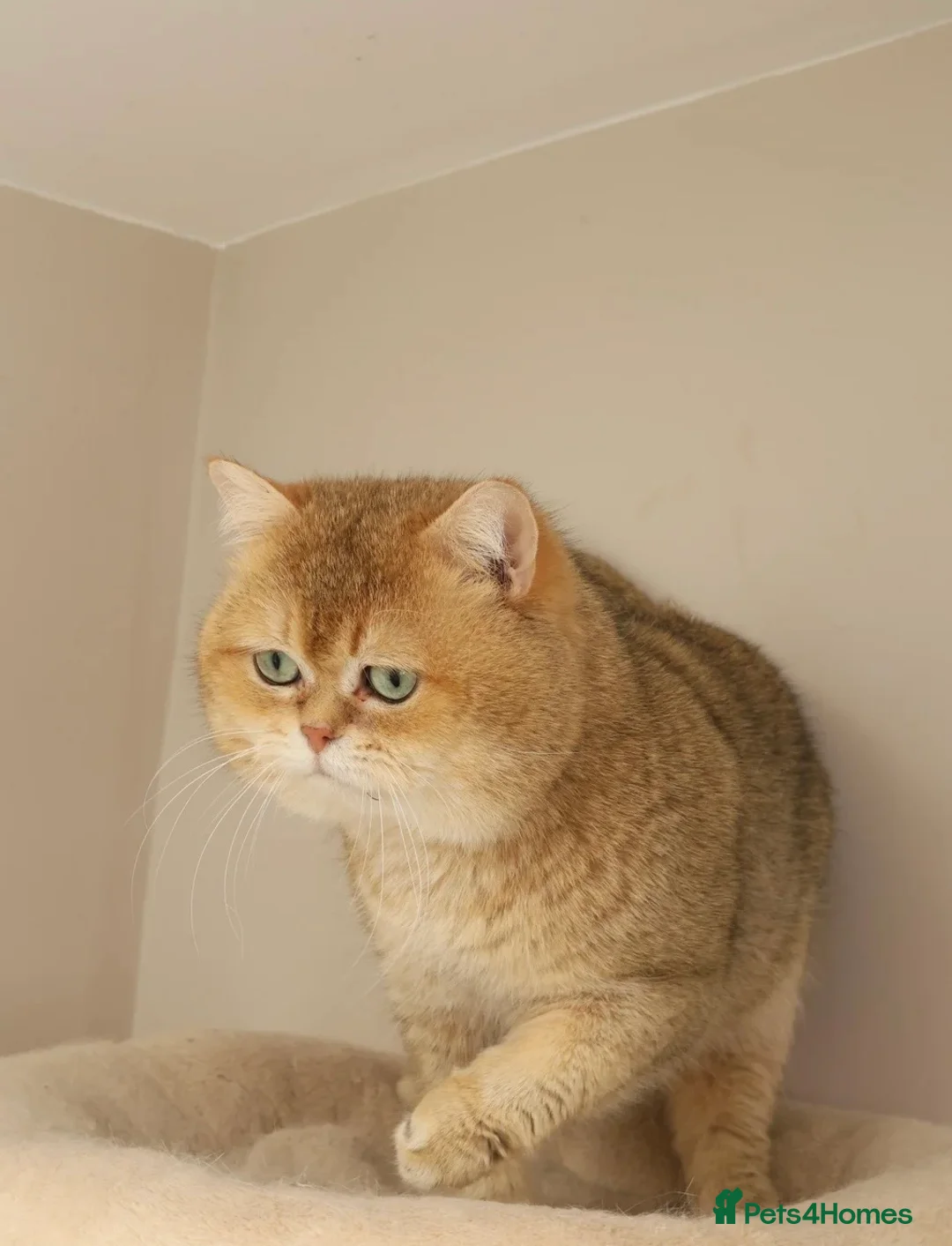 Scottish Fold cats for sale: Mr Pringles  in Brighton - Advert 2