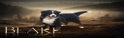 Bernese Mountain Dog dogs for stud: For stud dna tested Bernese mountain dog for stud  in Market Drayton - Advert 10