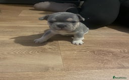 French Bulldog dogs for sale: French bulldogs - Image 7