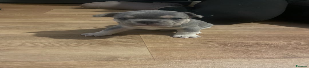 French Bulldog Puppy 1