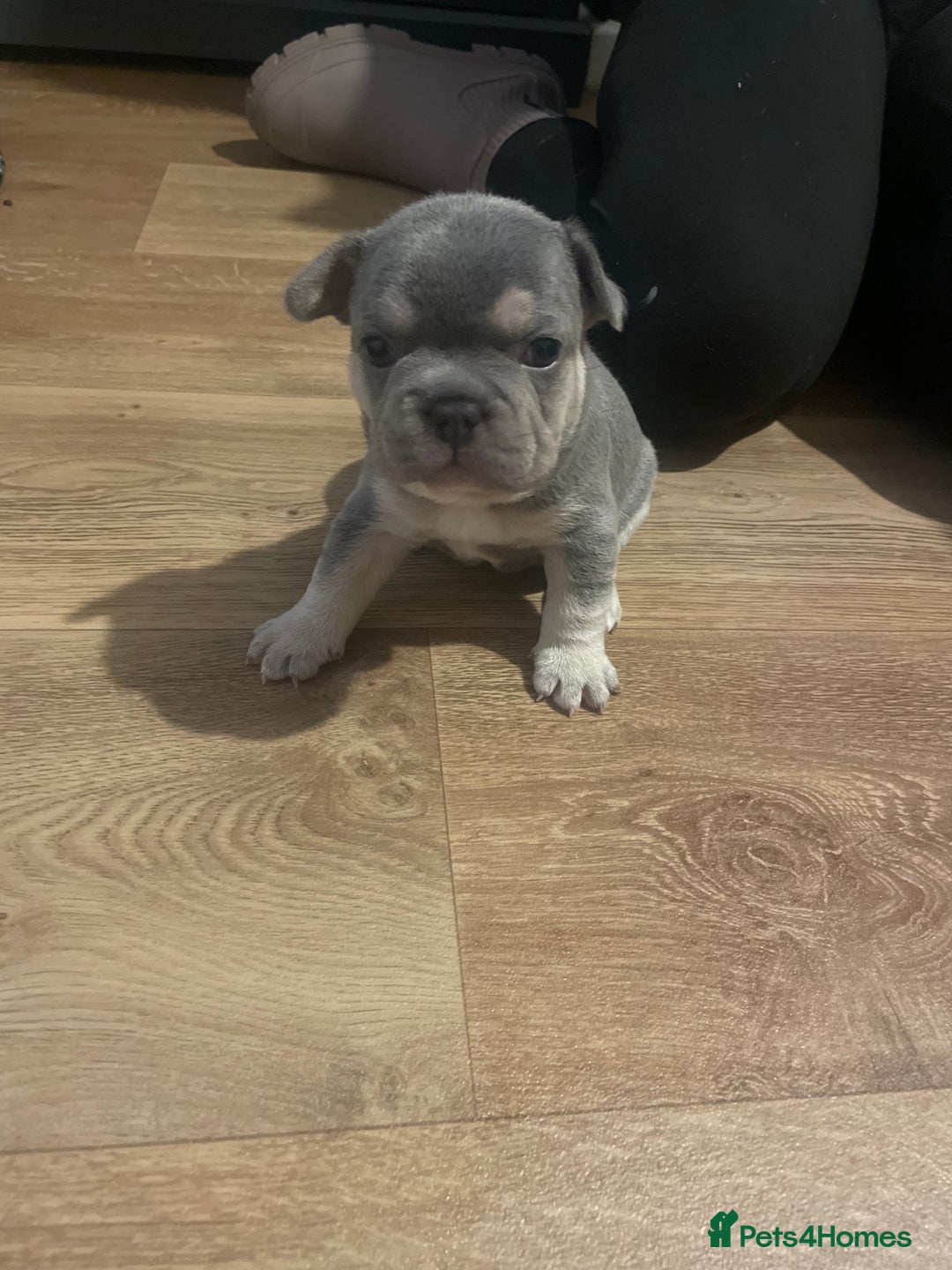 French Bulldog dogs for sale: French bulldogs - Image 7