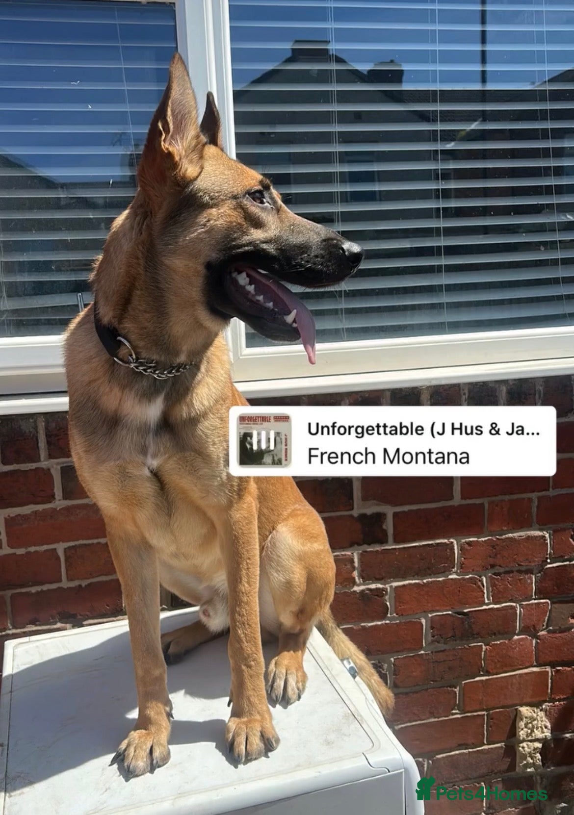 Belgian Shepherd Dog dogs Belgian Malinois - Advert 3