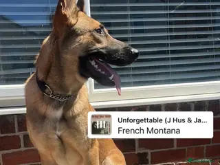 Belgian Shepherd Dog dogs Belgian Malinois - Advert 14