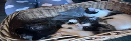 Mixed Breed cats for sale: Extra fluffy kittens for sale  - Advert 11