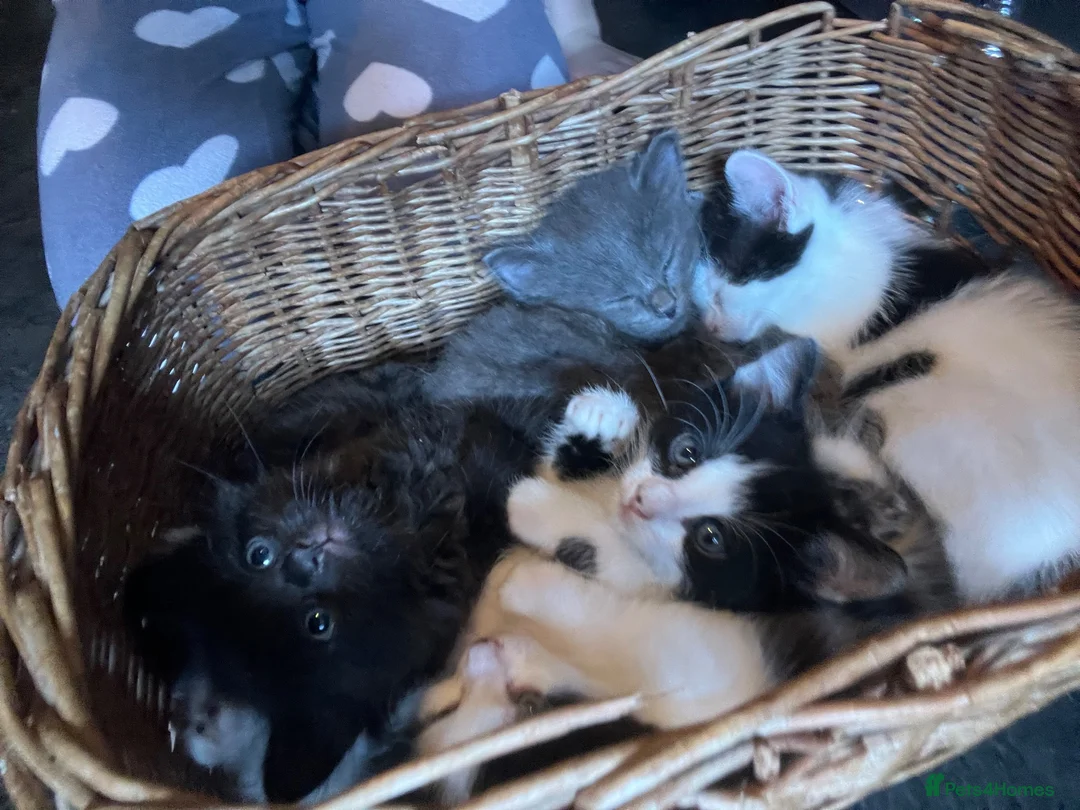Mixed Breed cats for sale: Extra fluffy kittens for sale  - Advert 11
