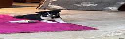 Australian Shepherd dogs for sale: Boys and girls available  - Advert 5