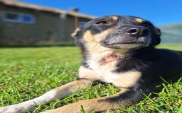 Mixed Breed dogs for adoption: Angel for adoption - Image 2