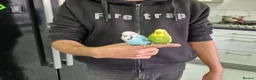 Budgerigars birds for sale: Super Silly hand tamed budgies  - Advert 6