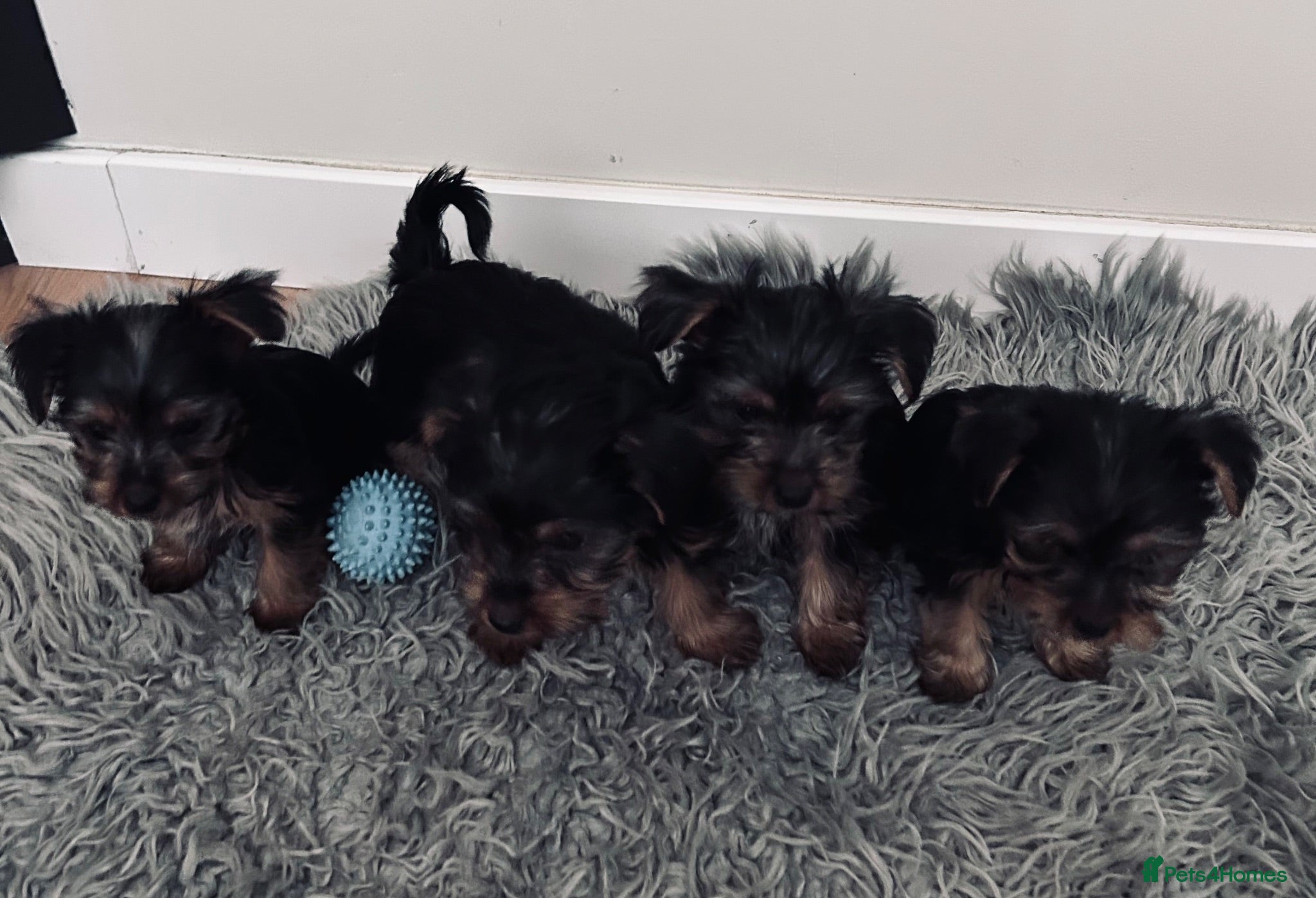 Yorkshire Terrier dogs Tiny Yorkshire terrier puppies  - Advert 1