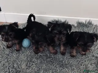 Yorkshire Terrier dogs Tiny Yorkshire terrier puppies - Advert 1