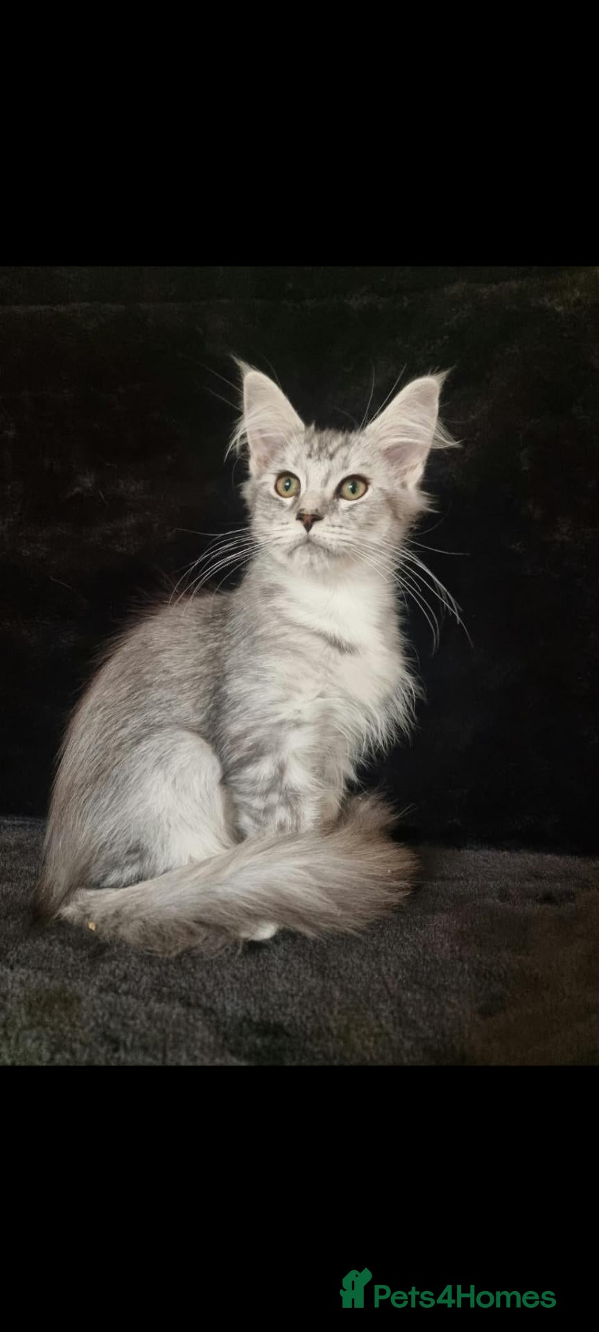 Maine Coon cats Tica Reg Maine Coone Last Male Ready - Advert 2