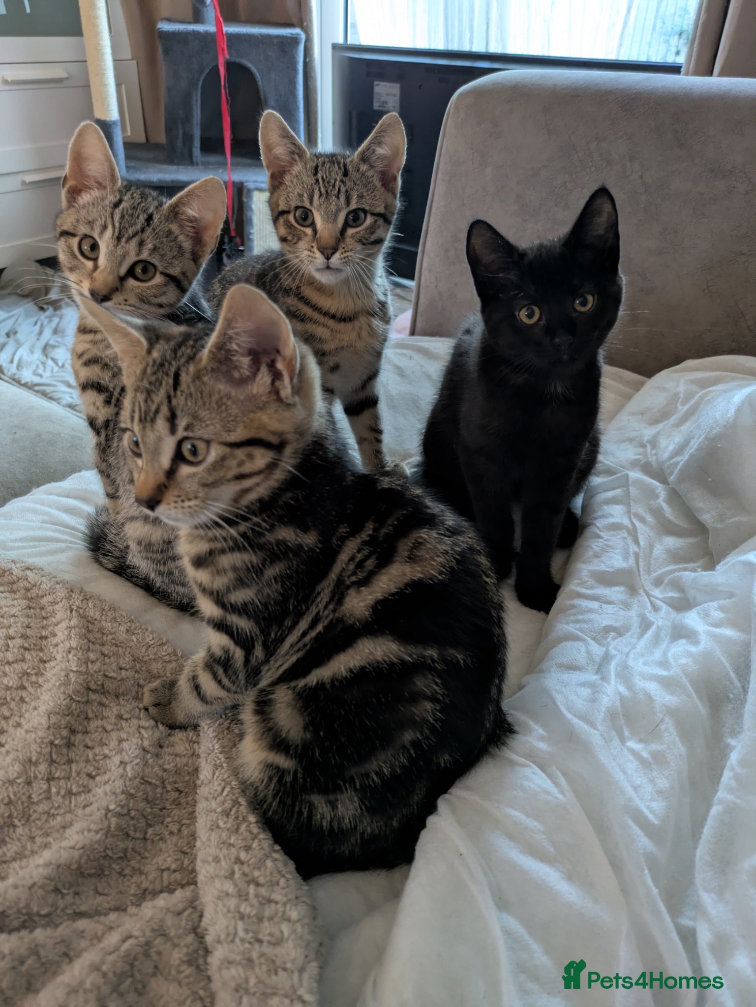 Bengal cats for sale: 3/4 BENGAL - READY TO GO!  - Advert 4