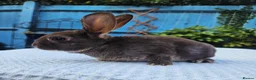 Rex rabbits for sale: Mini rex Chocolate & Lilac  - Advert 8