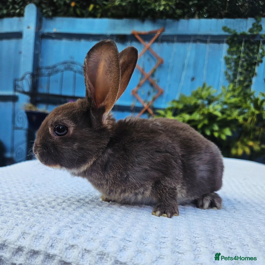 Rex rabbits for sale: Mini rex Chocolate & Lilac  - Advert 8