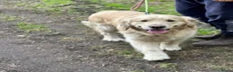 Golden Retriever dogs for sale: 🌟🏆CHAMPION Couple 35GEN HEALTH CERTIFICATED - Advert 11