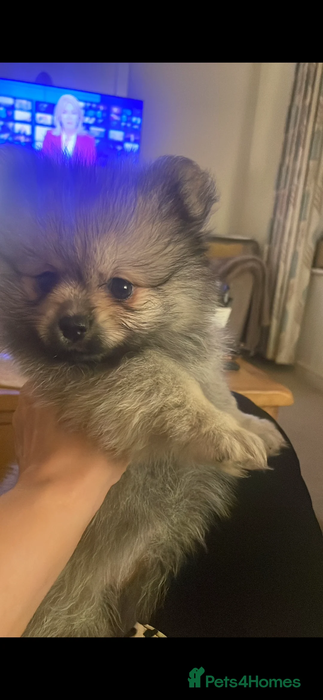 Pomeranian dogs for sale: 5 Generation champion Russian bloodline - Advert 32